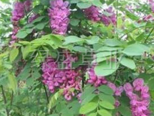 紫穗槐 紫穗槐