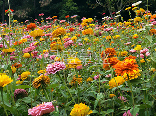 百日草 百日草