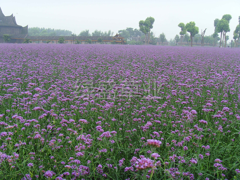 柳葉馬鞭草 柳葉馬鞭草